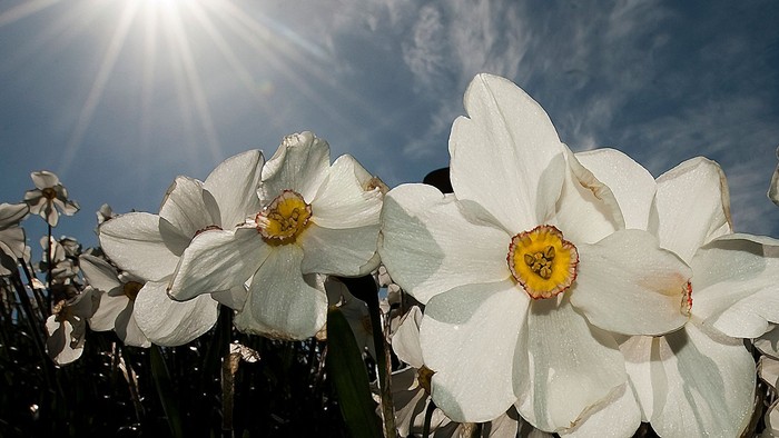 Lyse hvide påskeliljer bader i solskin mod en klar, solbeskinnet himmel.
