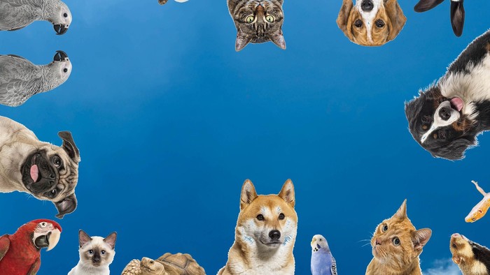 Eine lebhafte kreisförmige Anordnung verschiedener Haustiere, darunter Hunde, Katzen, Vögel und ein Papagei, vor einem blauen Himmel.