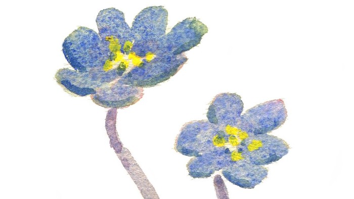 Akvarelimustration af sarte blå blomster med gule centre og grønne blade.