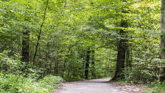 Ein geschotterter Waldweg führt durch einen grünen Wald.