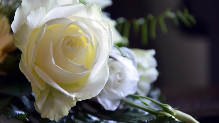 Weiße Blumen mit grünen Blättern im Vordergrund