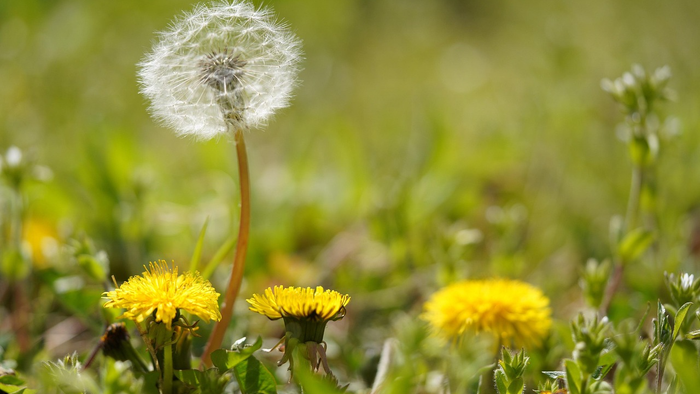 Eine Löwenzahn-Samenkrone ragt hoch zwischen blühenden gelben Blumen in einem saftig grünen Feld.