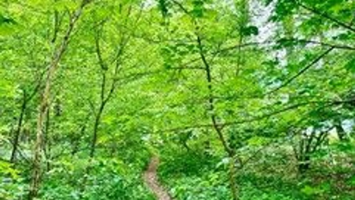 Üppiger grüner Waldpfad, der sich durch dichtes Blattwerk unter strahlendem Sonnenlicht schlängelt.