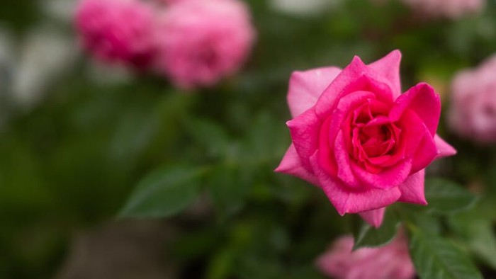 Eine Nahaufnahme einer leuchtend pinkfarbenen Rose in voller Blüte, umgeben von üppigem grünem Laub.