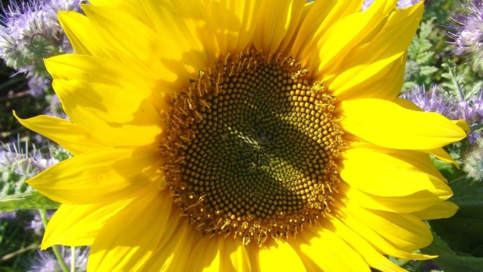 Vollerblühte Sonnenblume im Sonnenlicht