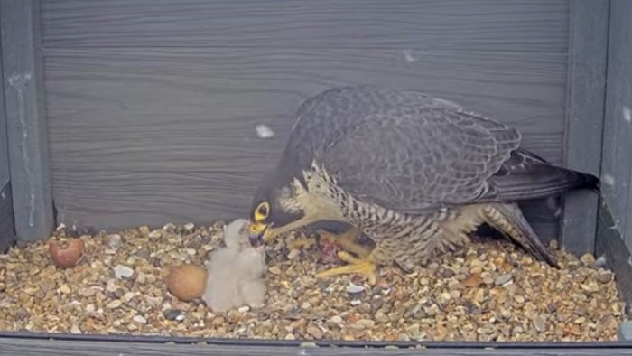A parent bird feeding a nestling in a nest filled with wood chips and eggshells.