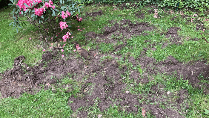 Auf einer Wiese steht ein Strauch mit pinken Blüten. Viele Zweige und Blüten des Strauchs sind kaputt. Auch die Wiese auf dem der Strauch steht ist zerwühlt.