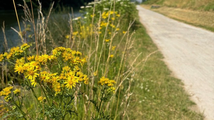 Ein Feldweg mit gelben Blumen und hohem Gras unter blauem Himmel