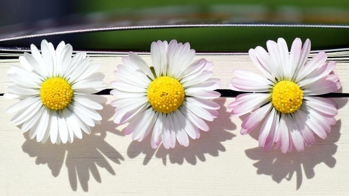 Drei Gänseblümchen liegen zwischen den Seiten eines geschlossenen Buchs.