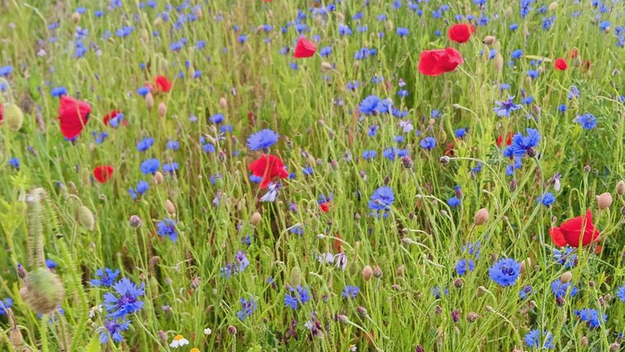 blühende Wildblumenwiese mit rotem Mohn und blauen Kornblumen