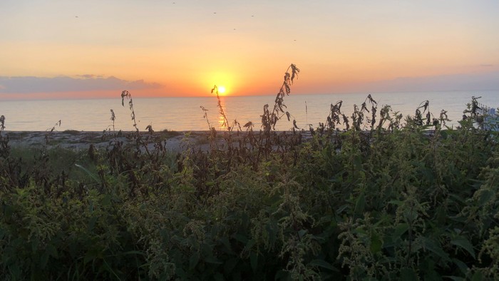 Solnedgang over havet med vegetation i forgrunden
