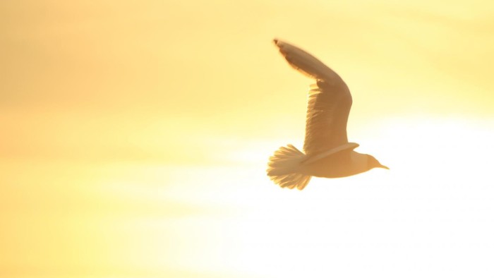 Möwe am Abendrot-Himmel