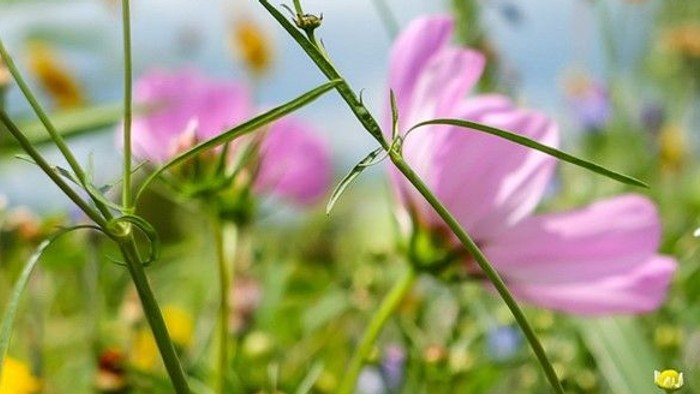 Blumenwiese mit bunten Blumen, Text: