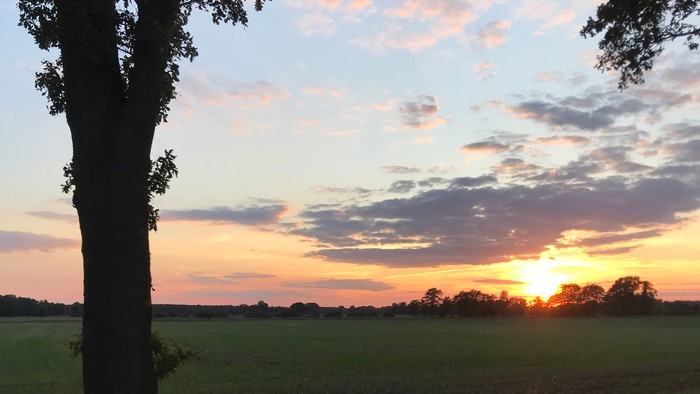 Ein ruhiger ländlicher Straßenrand bei Sonnenuntergang über einem offenen Feld mit einem einsamen Baum im Vordergrund.