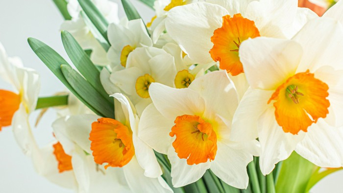 A bouquet of white and orange daffodils in a clear vase.