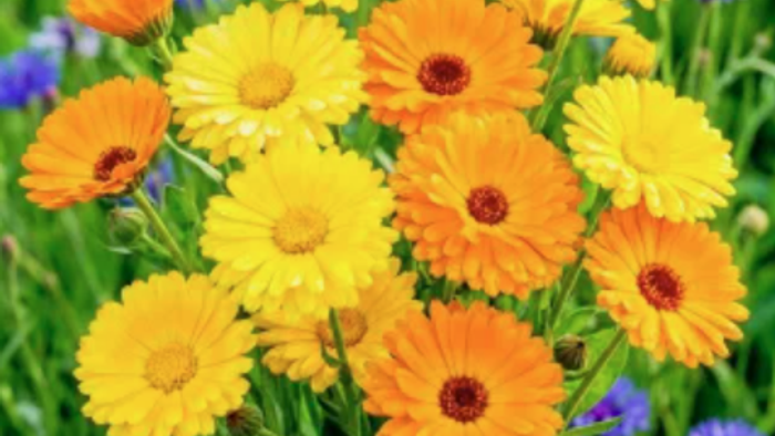 Leuchtender Strauß fröhlicher orangefarbener und gelber gerberaähnlicher Blüten mit grünem Laub und violetten Blüten im Hintergrund.