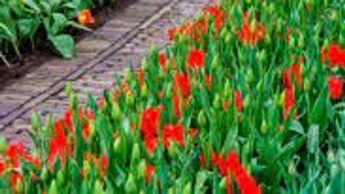 Colorful flower garden with winding path