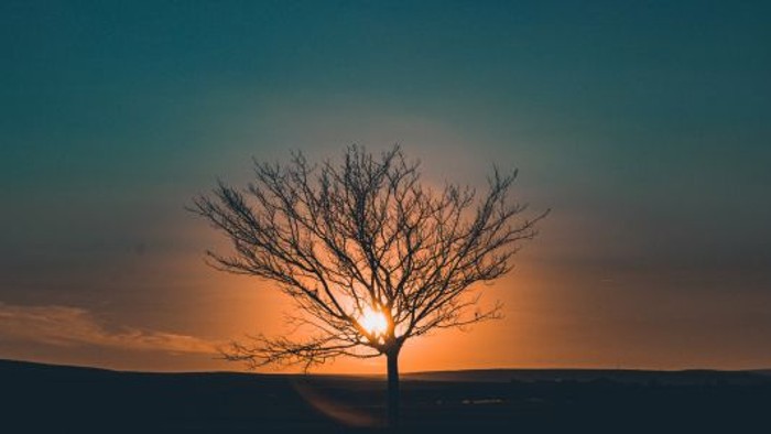 En alene træ silhuet mod solnedgang
