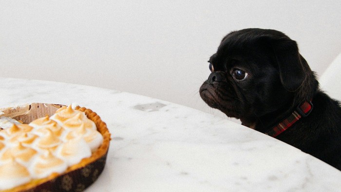 Ein kleiner Hund guckt traurig auf einen Teller Kuchen