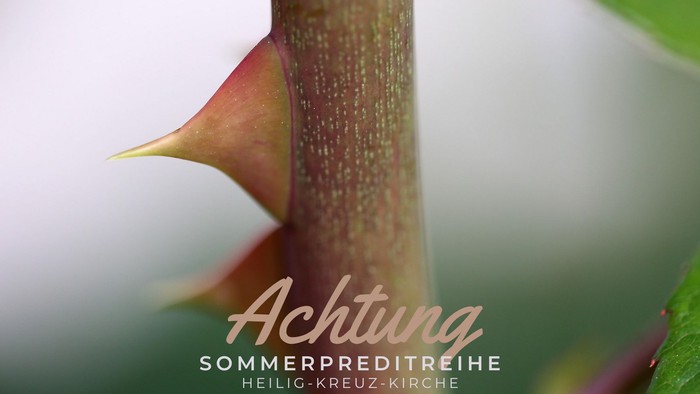 Nahaufnahme von Rosenstacheln mit Warntext „Achtung Sommerpredigtreihe Heilig-Kreuz-Kirche“ im Hintergrund.