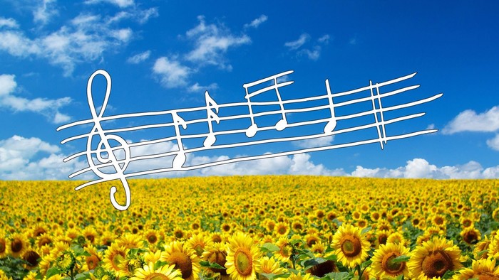 Sonnenblumenfeld mit Notenlinien darüber