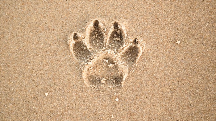 paw print in the sand