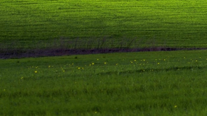 Rolling green hills under blue sky with white clouds