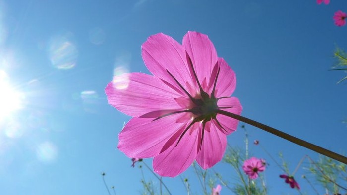 Eine rosa Blume vor einem klaren blauen Himmel