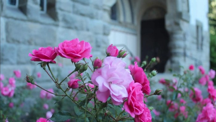 Blühende Rosen vor einer Kirche