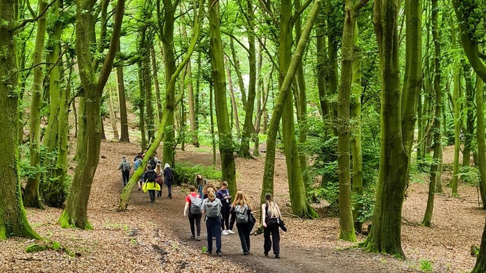 Eine Wandergruppe in einem sehr grünen Buchenwald