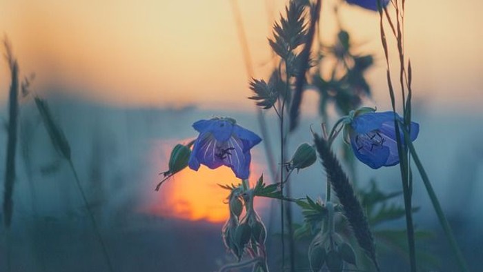 „Blau schimmernde Blumen zeichnen sich als Silhouetten vor dem leuchtenden Abendrot eines friedlichen Wiesengrunds ab.“