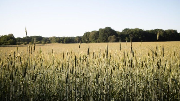Goldenes Weizenfeld, das sich zu einer fernen Reihe üppig grüner Bäume unter klarem Himmel erstreckt.
