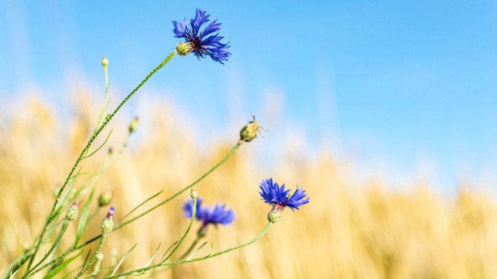 Kornfeld mit Sommerblume