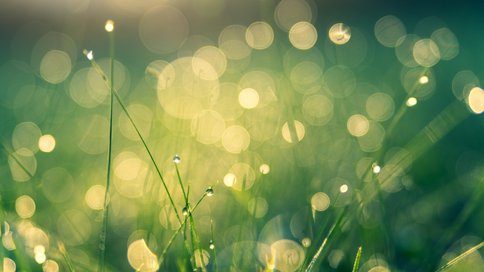 Sonnenbeschienener Rasen mit Bokeh-Lichtern, die einen traumhaften, leuchtenden Effekt erzeugen.