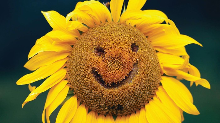 Eine sonnenblume mit einem fröhlichen Gesicht in der Mitte