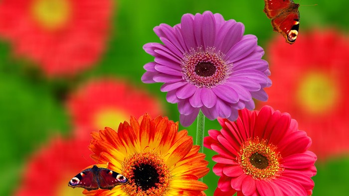 Farverige blomster med sommerfugle