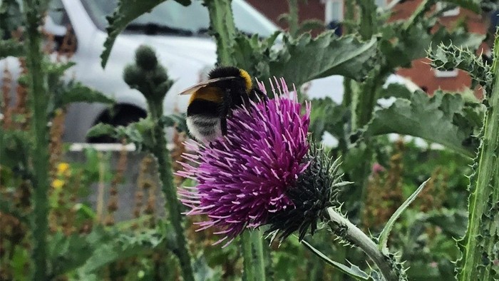 En bi sitter på en purpurfarvet blomst foran et rødt hus.