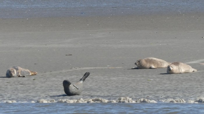 Robben auf einer Sandbank 