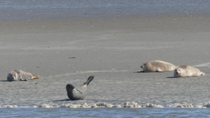 Robben auf einer Sandbank
