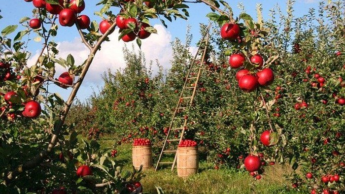 En æblehave med røde æbler og tre barrel med æbler.