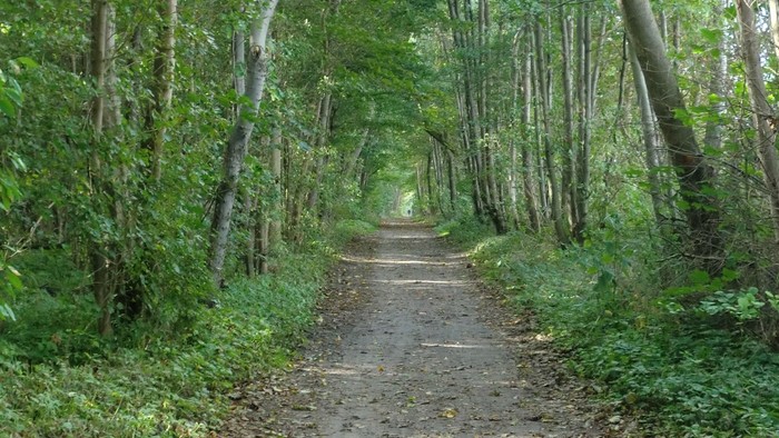 Foto von einem Waldweg, der zwischen Bäumen, v.a. Birken, hindurch führt
