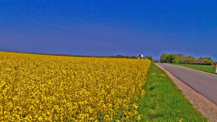 En lang vej med gule blomster på en side og græs på den anden