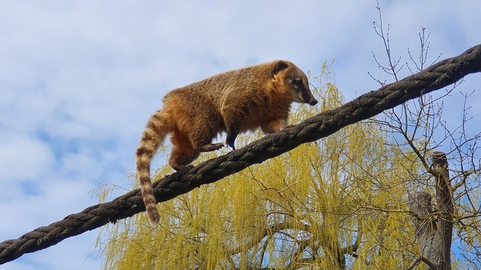 Südamerikanischer Nasenbär balanciert auf einem Tau.