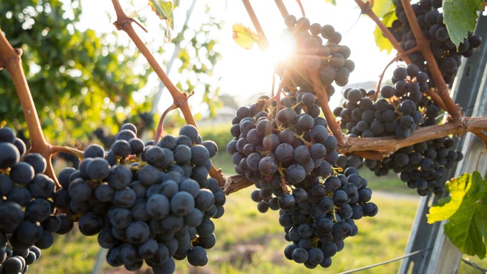 Drueklaser klar til vin