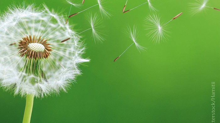 Das Foto zeigt eine Pusteblumen vor grünem Hintergrund