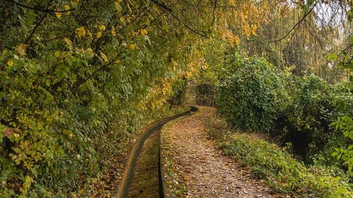 Ein gewundener Waldpfad, gesäumt von herbstlichem Laub und alten Eisenbahnschienen.