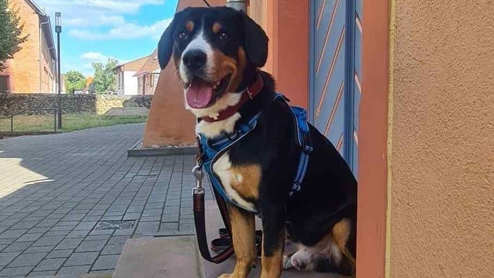 Hund vor Kirchentür