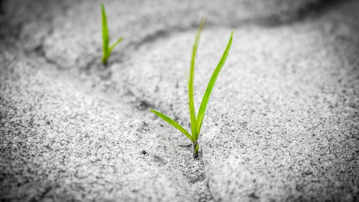 Zwei grüne Pflänzchen wachsen aus dem Sand.