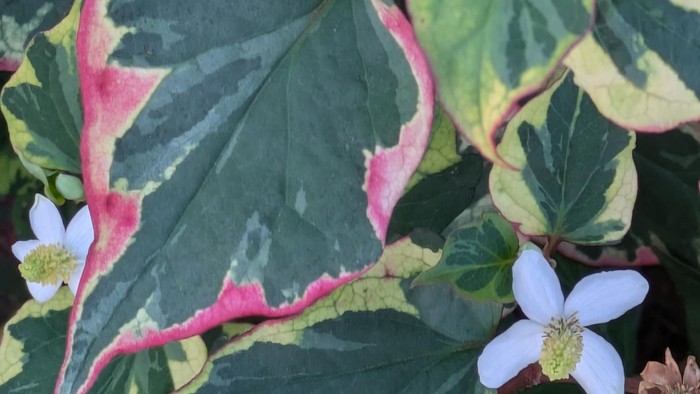 Lebhaftes Laub mit panaschierten grünen, rosafarbenen und weißen Blättern, die zarte weiße Blüten tragen.