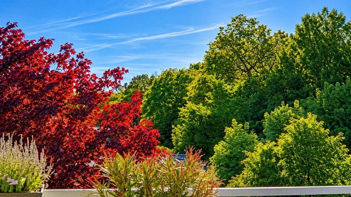 Leuchtendes Herbstlaub kontrastiert mit üppig grünen Bäumen unter einem klaren blauen Himmel.